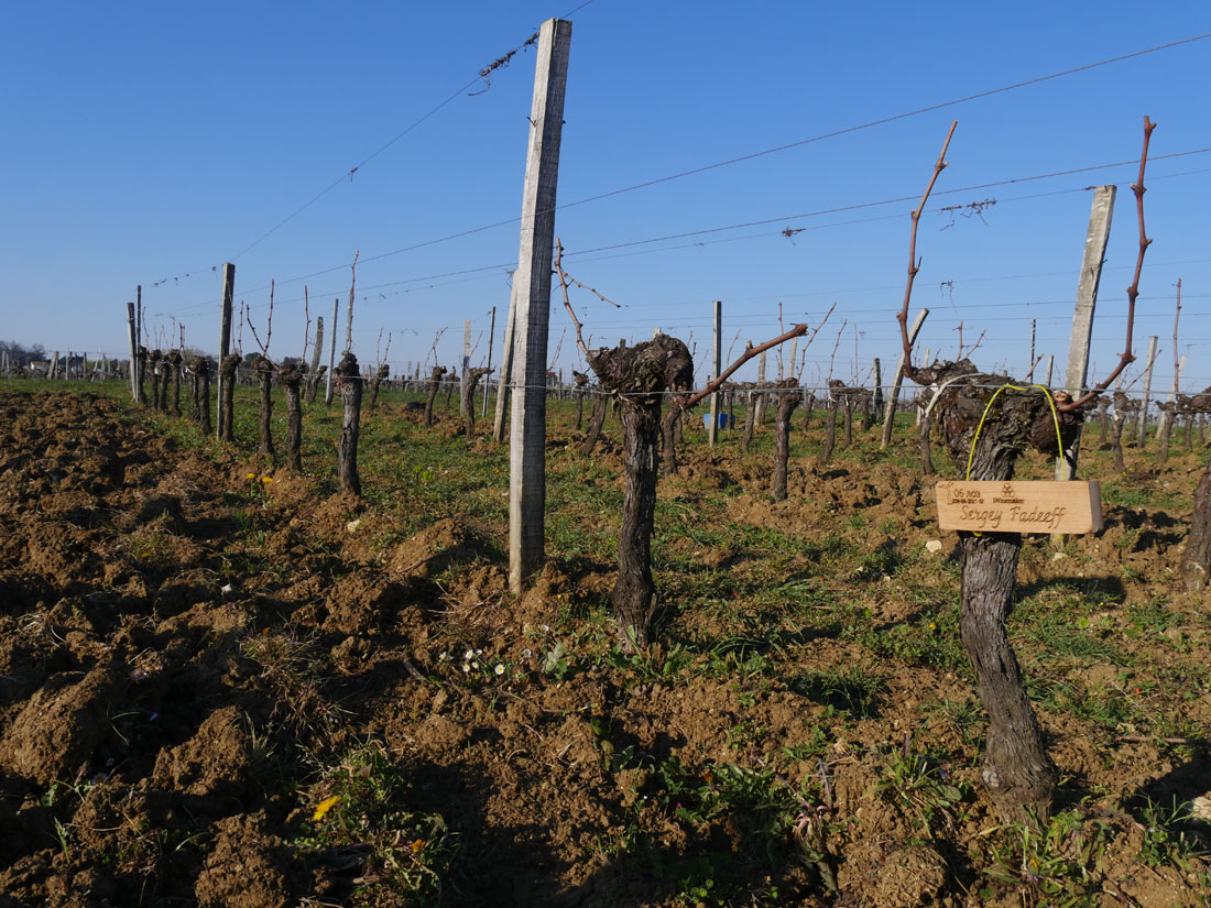 Виноградник на урожай